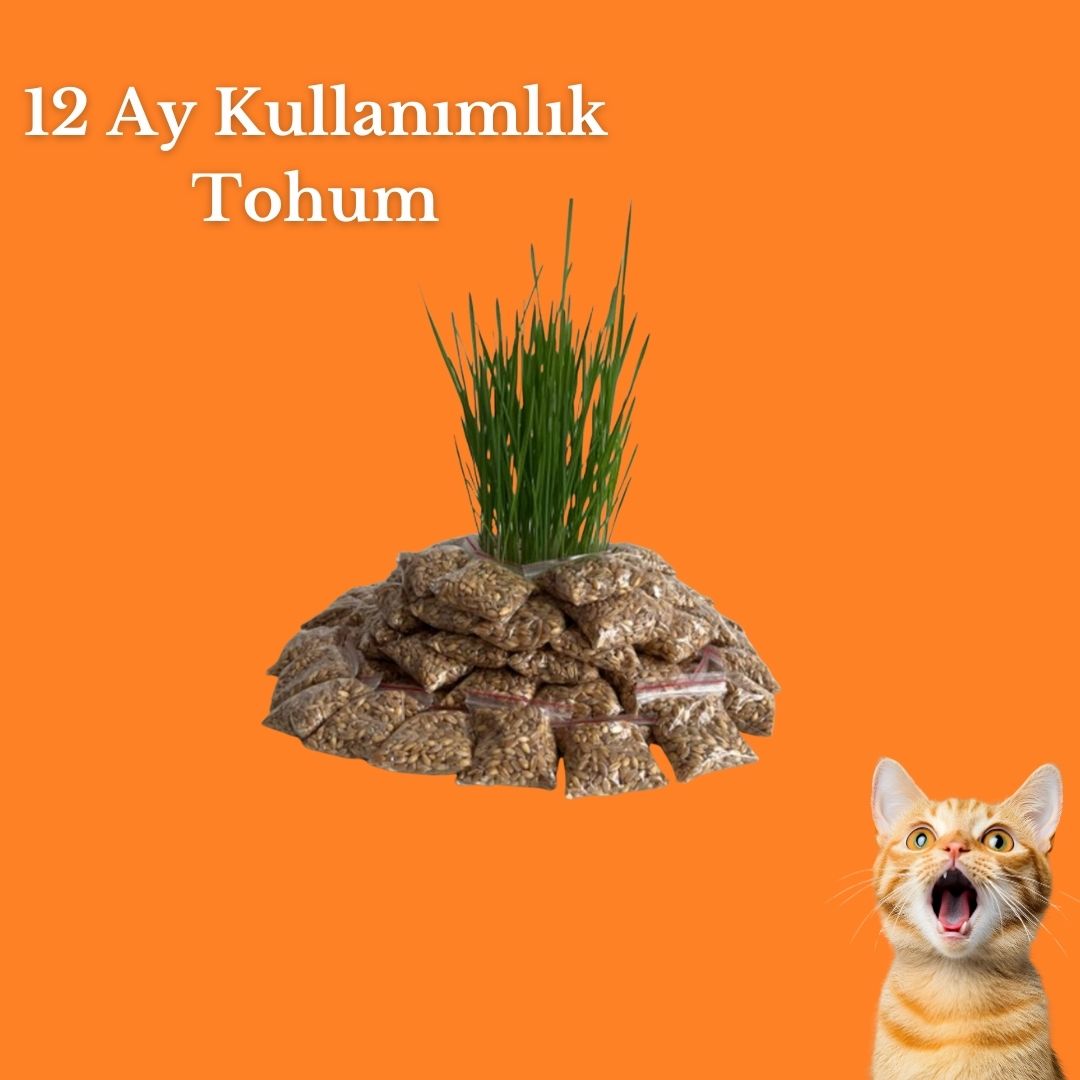 Kedi Çimi Dolum Tohum Paketi - 12 Aylık Kullanım-VetriSeed